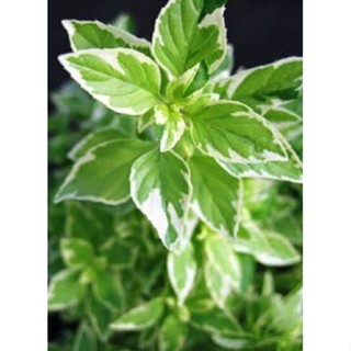 เมล็ดพันธุ์โหระพาอิตาเลียนใบด่าง Variegated Italian Basil บรรจุ 60 เมล็ด ของแท้ คุณภาพดี ราคาถูก นำเข้าจากต่างประเทศ