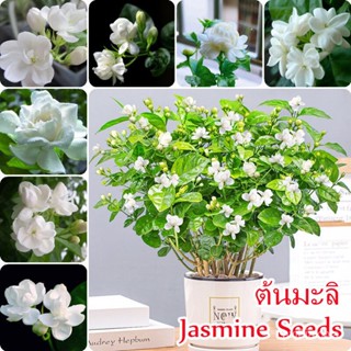 （คุณภาพสูง เมล็ด）บอนสี 50เมล็ด ต้นมะลิ Jasmine Seeds เมล็ดดอกไม้ ต้นไม้ฟอกอากาศ บอนสี ต้นไม้ป/ง่าย ปลูก สวนครัว /คละ ZOJ