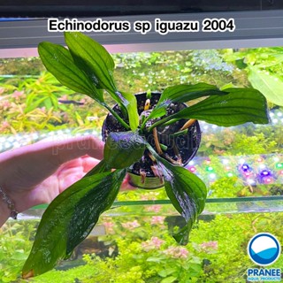 อเมซอน Echinodorus sp iguazu 2004 - อเมซอน อิกัวซู หายาก!! ***กรุณาอ่านรายละเอียดก่อนสั่งซื้อ***