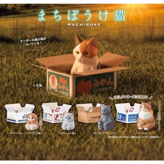 🔹พร้อมส่ง🐱กาชาปอง  Machiboke Neko