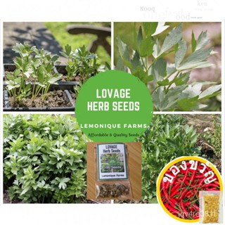 Lovage Herb Seeds | Lovage Seeds Bra/Headdress/Seeds/Sunflower/Papaya/Mother And Baby/Bracelet/Garden/Men S Wear/seeds/