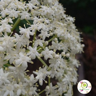 ต้นเอลเดอร์เบอรี่ ต้นอูน/พวงไข่มุก พร้อมลงดิน  เป็นดอกไม้กินได้ Edible Flower ใช้ตกแต่งอาหาร เบเกอรี่