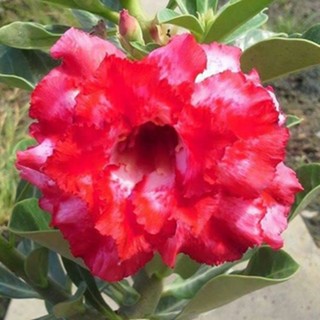 มาหยา ต้นชวนชม ดอกซ้อน ดอกชั้นเดียว cactus adenium desert rose