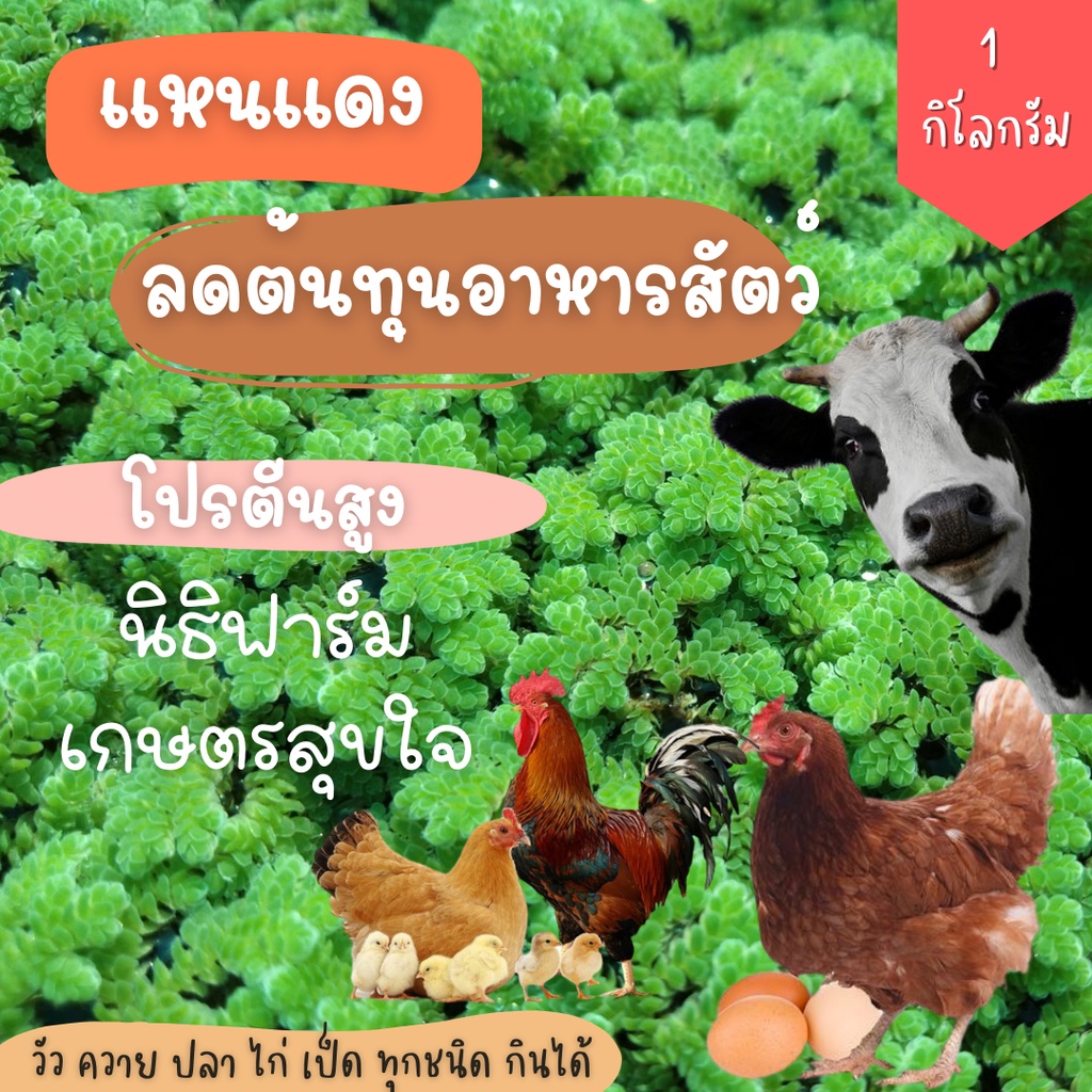 แหนแดงพันธุ์กรมวิชาการเกษตรแท้  (Azolla pinnata) บรรจุ 1กิโลกรัม