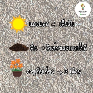 เมล็ดพันธุ์เดซี่มากาเรตสีขาว 𝑨𝒏𝒕𝒉𝒆𝒎𝒊𝒔 𝒕𝒊𝒏𝒄𝒕𝒐𝒓𝒊𝒂 บรรจุ 300เมล็ด อัตราการงอกสูง