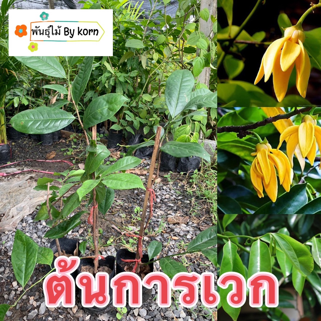 ต้นการเวก ไม้ดอก พร้อมส่ง สำคัญกรุณาสั่งซื้อในเวลา12:00น.-00:00น.