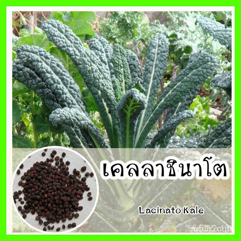 ผลิตภัณฑ์ใหม่ เมล็ดพันธุ์ จุดประเทศไทย ❤พร้อมส่ง ❗ รหัส 077 เมล็ดอวบอ้วนแท้ OP แท้  เคลลาชินาโต  ปลู