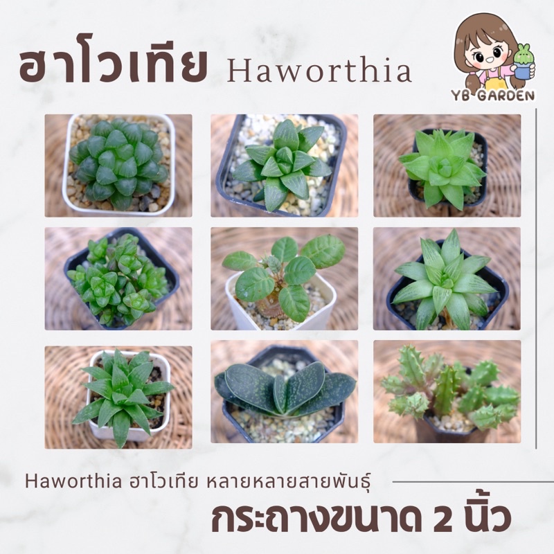 haworthia ฮาโวเทีย ในกระถาง2นิ้ว ไม้อวบน้ำ หยดน้ำ อโล มะพร้าวทะเลทราย ด่าง succulents
