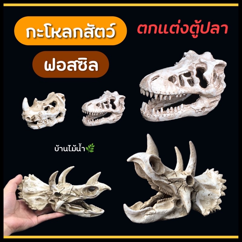 กะโหลก กะโหลกสัตว์ ฟอสซิล กะโหลกไดโนเสาร์ แรด ไดโนเสาร์ เรซิ่นตกแต่งตู้ปลา ของตกแต่งตู้ปลา | บ้านไม้น้ำ🌿