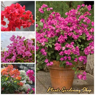 （คุณภาพสูง เมล็ด）เมล็ดพันธุ์ ต้นเฟื่องฟ้าแคระ บอนสี (Bougainvillea flower seeds) 50 เมล็ด เมล็ดพันธุ์แท้ ต้นไม้ม/ผักสลัด