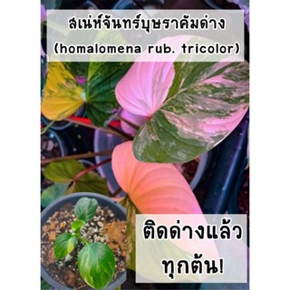 เสน่ห์จันทร์บุษราคัมด่าง (homalomena rub.) แม่ด่างชมพูติดด่างแล้วทุกต้น