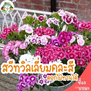 (เมล็ดพันธุ์แท้)เมล็ดพันธุ์ สวีทวิลเลี่ยมคละสี (ดอกไม้กินได้) Sweet William Flower Mix 200 เมล็ดเมล็ดพันธุ/สวนครัว EIWY