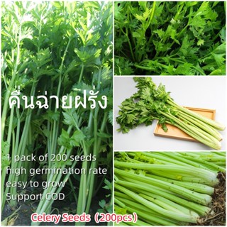 เมล็ดพันธุ์แท้100% อัตราการงอกสูง 200 แคปซูลต่อแพ็ค Celery Seeds Vegetable Seeds เมล็ดพันธุ์ Plants เมล็ด พันธุ์ไม้หายาก