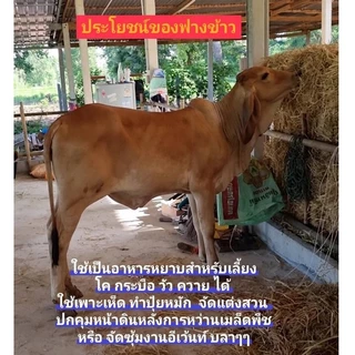 ฟางแห้งส่งฟรี ฟางข้าวอัดก้อน ฟางข้าวใหม่ ฟางเพาะเห็ด ฟางคุมหน้าดินปลูกต้นไม้