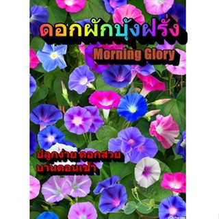 มอร์นิงกลอรีคละสี - เมล็ดผักบุ้งฝรั่ง  Mixed Morning Glory บรรจุ 50 เมล็ด ไม้ดอกเลื้อย ที่ปลูกได้ง่ายมากในอากาศร้อน