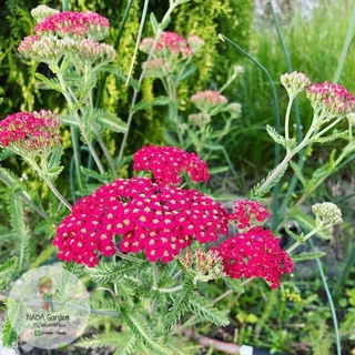 เมล็ดพันธุ์ยาร์โรว์ คละสี 500 เมล็ด Achillea millefolium หรือ Yarrow เมล็ดพันธุ์แท้