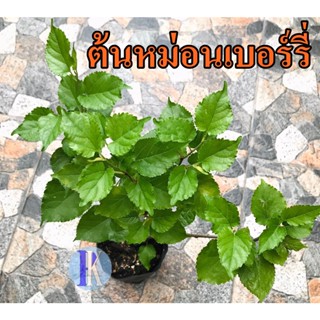 ต้นหม่อนมัลเบอรี่ (Mulberry)