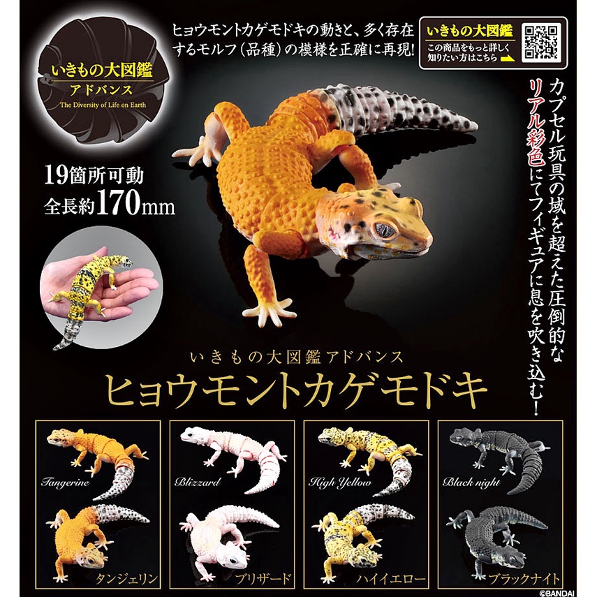 (เพิ่ม 4 แบบพร้อมส่ง) กาชาปองตุ๊กแกยิ้ม Gachapon Bandai Premium Ikimono Encyclopedia Leopard Gecko โ