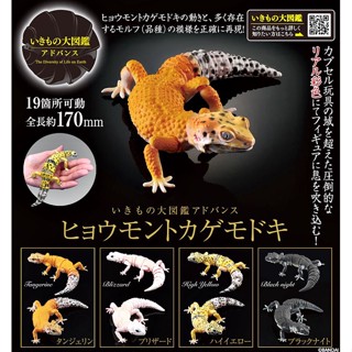 (เพิ่ม 3 แบบพร้อมส่ง) กาชาปองตุ๊กแกยิ้ม Gachapon Bandai Premium Ikimono Encyclopedia Advance Leopard Gecko โมเดลสัตว์