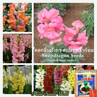 （คุณภาพสูง เมล็ด）เมล็ดพันธุ์ ดอกลิ้นมังกร สแนปดราก้อน บรรจุ 300 เมล็ด Mixed Snapdragon flower seeds /สวนครัว ผัก ป/เ KI6