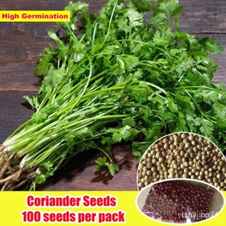 ผลิตภัณฑ์ใหม่ เมล็ดพันธุ์ จุดประเทศไทย ❤Fresh Coriander Seeds for Sale (100seeds) Chinese Parsley /Cilantro Seed/ดอก 41Q