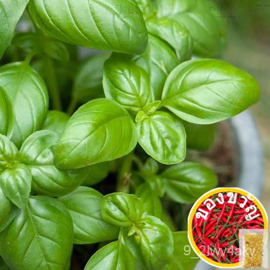 สวีทเบซิล เมล็ด Italian Sweet Basil Seedsบุรุษ/แม่และเด็ก/เสื้อ/กุหลาบ/มักกะโรนี/ผักชี/สร้อยคอ /เมล็