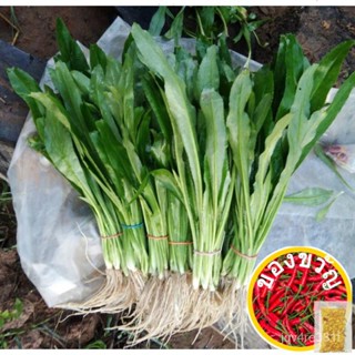 เมล็ดพันธุ์ ผักชีฝรั่ง 5000 เมล็ด คัดพิเศษ [10 เเถม 1 คละได้]seeds/แม่และเด็ก/สวน/เมล็ดพืช/เด็ก/ผักชี/สร้อยข้อมือ/ผักกาด