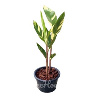 ปักษาสวรรค์ด่าง  กระถาง 6 นิ้ว สูง 40-50 ซม.  Heliconia Psittacorum Variegated pot 6”