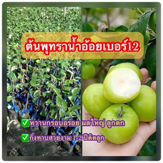 ต้นพุทราน้ำอ้อยเบอร์ 12 ผลใหญ่ ลูกดก หอมหวานกรอบ สูง60-80ซ.ม แบบทาบกิ่ง ขนาดความสูง 60-80 ซ.ม. (1ต้น)