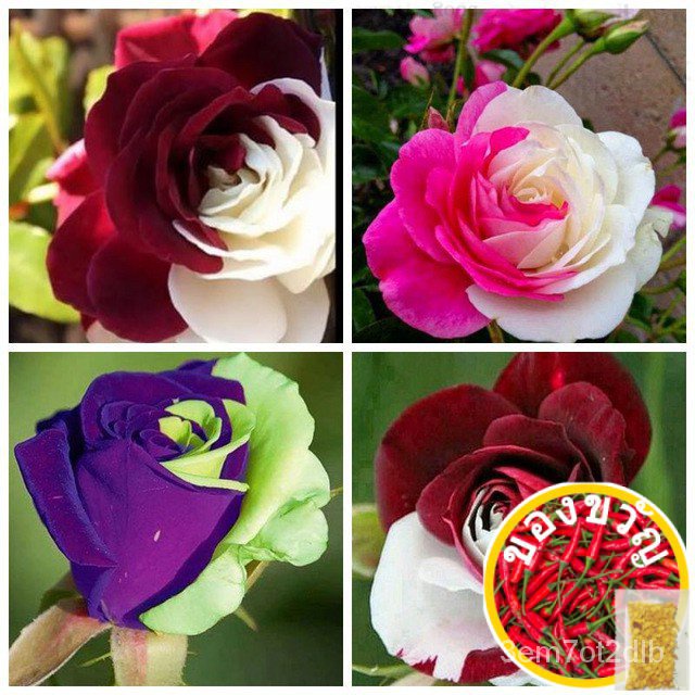 3X Packs Rainbow Rose Flower seeds-โลชั่นพร้อมใช้ในท้องถิ่น/ หมวก/>> seeds/ขึ้นฉ่าย/<7 1FGY