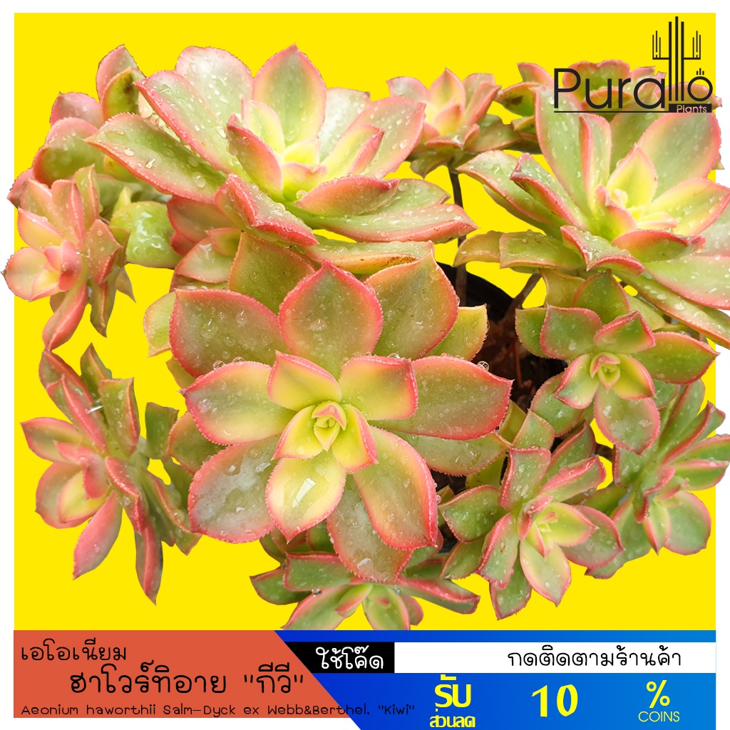 ต้นไม้อวบน้ำ เอโอเนียม ฮาโวร์ทิอาย กีวี Aeonium haworthii Salm-Dyck ex Webb&Berthel. Kiwi #succulent
