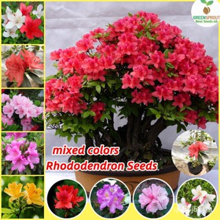 ผลิตภัณฑ์ใหม่ เมล็ดพันธุ์ จุดประเทศไทย ❤Philippines Ready Stock 50pcs Mixed Color Rhododendron Flower Seeds Aza /ขายดี D