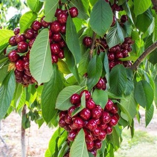 （คุณภาพสูง เมล็ด）จัดส่งในพื้นที่ Cherry Delicious Tropical Fruits Seed พันธุ์ไม้ผล เมล็ด ต้นไ/ง่าย ปลูก สวนครัว /ขายดี K