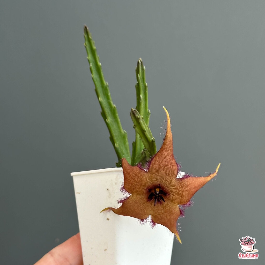เก๋งจีน Stapelia schinzii #โคลนปากีสถานดอกใหญ่ แคคตัส กระบองเพชร cactus&succulent - รูปที่ 3
