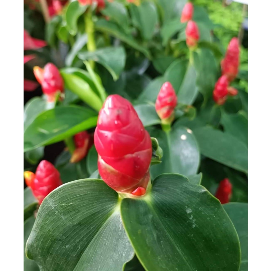 ซื้อ 3 ฟรี 1 เมล็ดดอกไม้ เมล็ดเอื้องหมายนา 100 เมล็ด ดอกเอื้อง ต้นเอื้องหมายนา เอื้องเพชรม้า