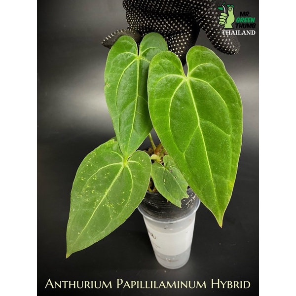Anthurium Papillilaminum Hybrid วัวลูกผสมผิวกำมะหยี่คางยาวๆ หมายเลข 14