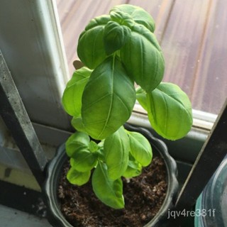 Basil Genovese Seeds/Basil Herb Seeds เม็งแรง/ดอกไม้/สวน/ดอกทานตะวัน/ดอกไม้/ห้ามเลือด/ข้าวโพด/ปลาดาว/กระโหลก/ผู้ชาย/ผู้ห