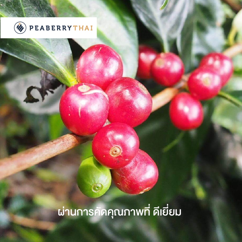 Pacamara House Blend 500g เมล็ดกาแฟไทย+นอก อาราบิก้า 100% คั่วกลาง ขนาดบรรจุ 500 กรัม