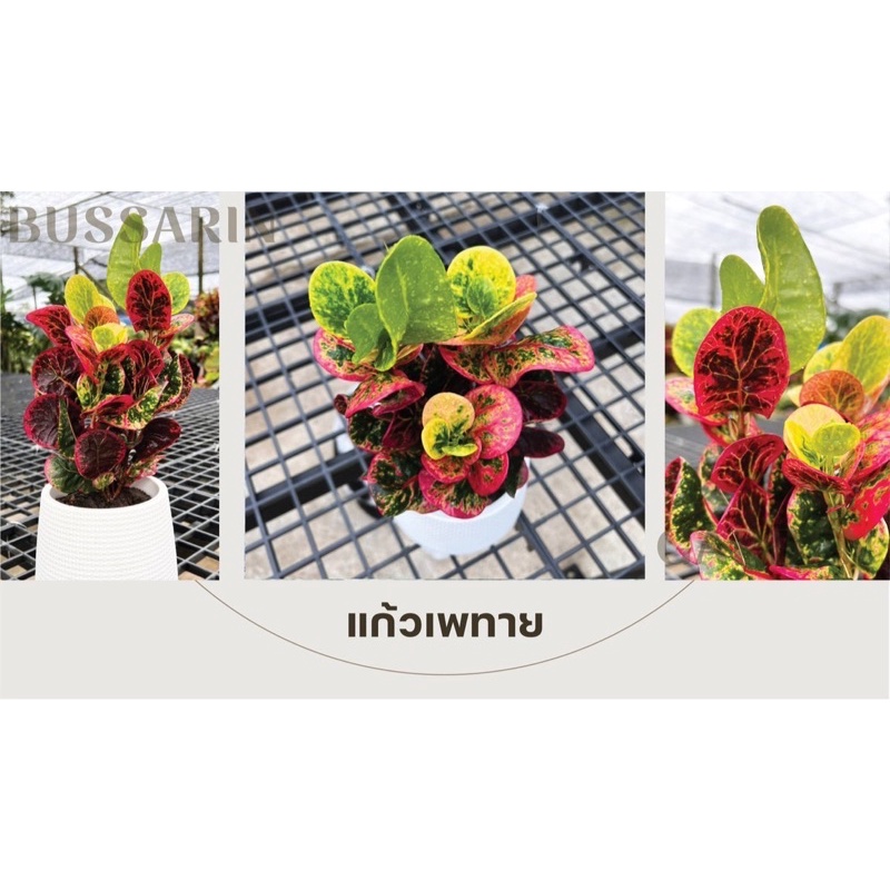 ต้นโกสนพันธุ์ แก้วเพทาย ไซส์เล็ก กระถาง 5" สูง 15-20 เซนติเมตร ซื้อ 10 แถม 1 (จัดส่งแบบถอดกระถาง+รับประกันสินค้า)