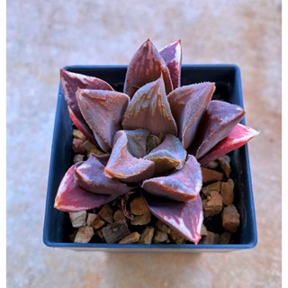 H.mutica hybrid ใบพัด A103