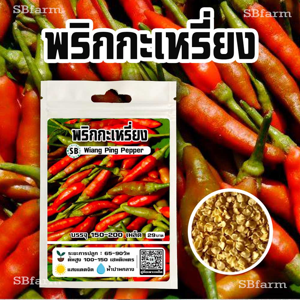 เมล็ดพริกกะเหรี่ยง 150-200 เมล็ด โปรโมชั่น [ซื้อ 2 แถม 1ซอง]/// SBfarm
