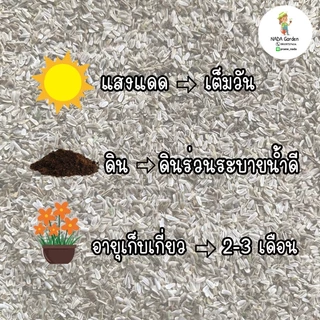 เมล็ดพันธุ์ยาร์โรว์ คละสี 500 เมล็ด Achillea millefolium หรือ Yarrow เมล็ดพันธุ์แท้