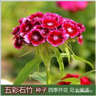 Dianthus Integridianthus เมล็ด Dianthus Dianthus ดอกไม้อเมริกัน/ดอกไม้ FX8N