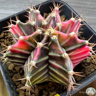 (Y33) ต้นยิมโนด่าง คัดพิเศษ ไม้เมล็ด - (gymnocalycium) - แคคตัส/ง่าย ปลูก สวนครัว เมล็ด/อินทรีย์ J5R3