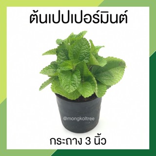 ต้นเปปเปอร์มินต์ กระถาง 3 นิ้ว Papermint ไม้ประดับ ไม่มีกลิ่น ต้นสวยพุ่มแน่น