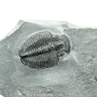 [อายุกว่า 505 ล้านปี!!!] #231 ฟอสซิล ไทรโลไบต์ Elrathia Kingi Trilobite ของแท้ ขนาดเล็ก บน Matrix จาก USA