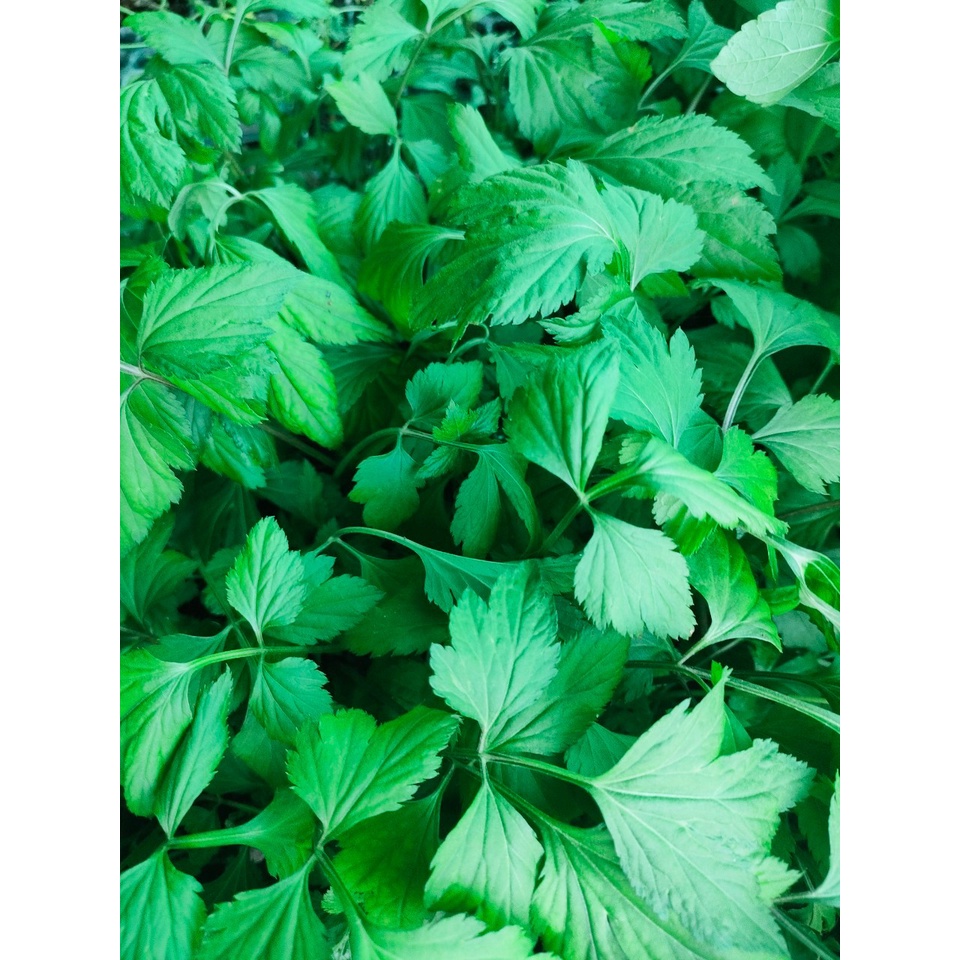 จิงจูฉ่าย หรือ White Mugwort  พร้อมปลูกต้นกล้า15 บาทเป็นสมุนไพรจีน มีลักษณะคล้ายกับขึ้นฉ่ายฝรั่ง ใช้ทำต้มเลือดหมู