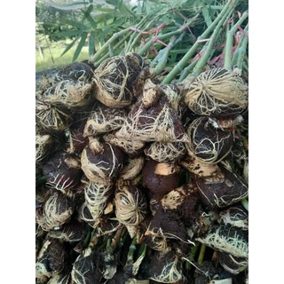 🌿ไผ่ซางหม่น แท้💯​ (ขั้นต่ำ2ต้น)กิ่งตอน 1เมตร ปลูกได้ในทุกสภาพดิน พื้นทีแห้งแร้ง ดินลูกรัง ดินปนหิน ได้หใด