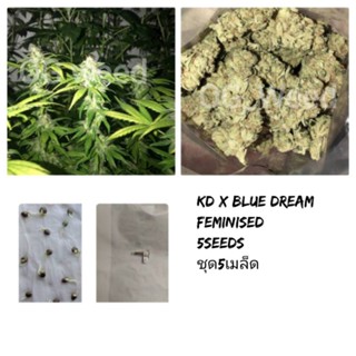 เมล็ดกัญชาKD x Blue Dream เพศเมีย 1ชุด5เมล็ด