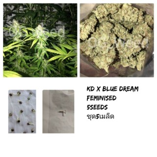 เมล็ดกัญชาKD x Blue Dream เพศเมีย 1ชุด5เมล็ด